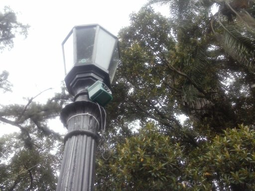 Fracasa el proyecto para erradicar las palomas del centro