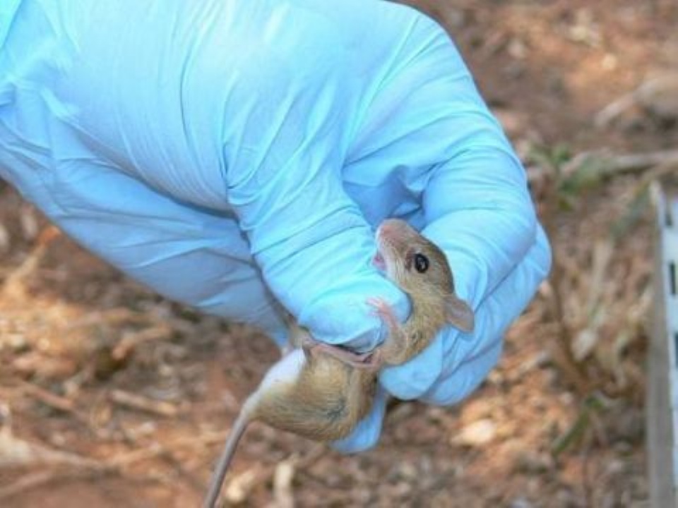 Hantavirus: Se niegan a brindar insumos y personal para limpiar las escuelas  